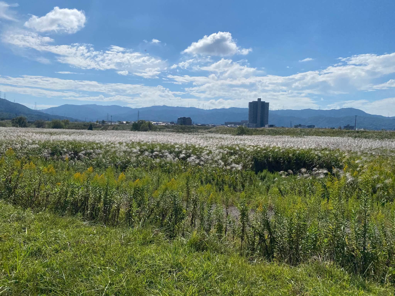 亀岡すすき