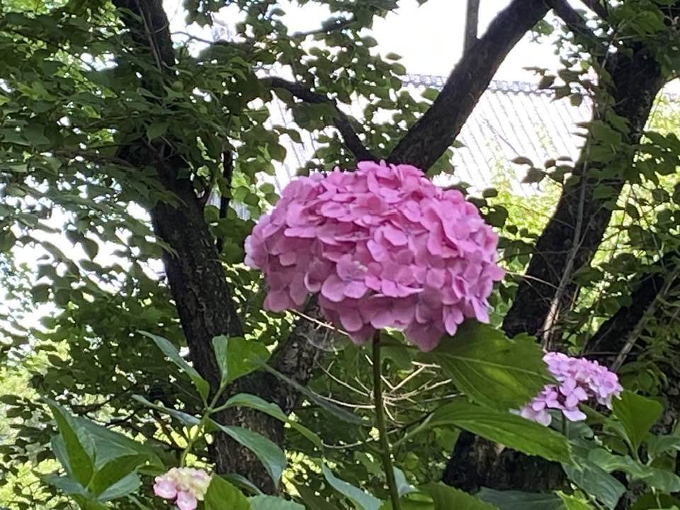 06あじさいW