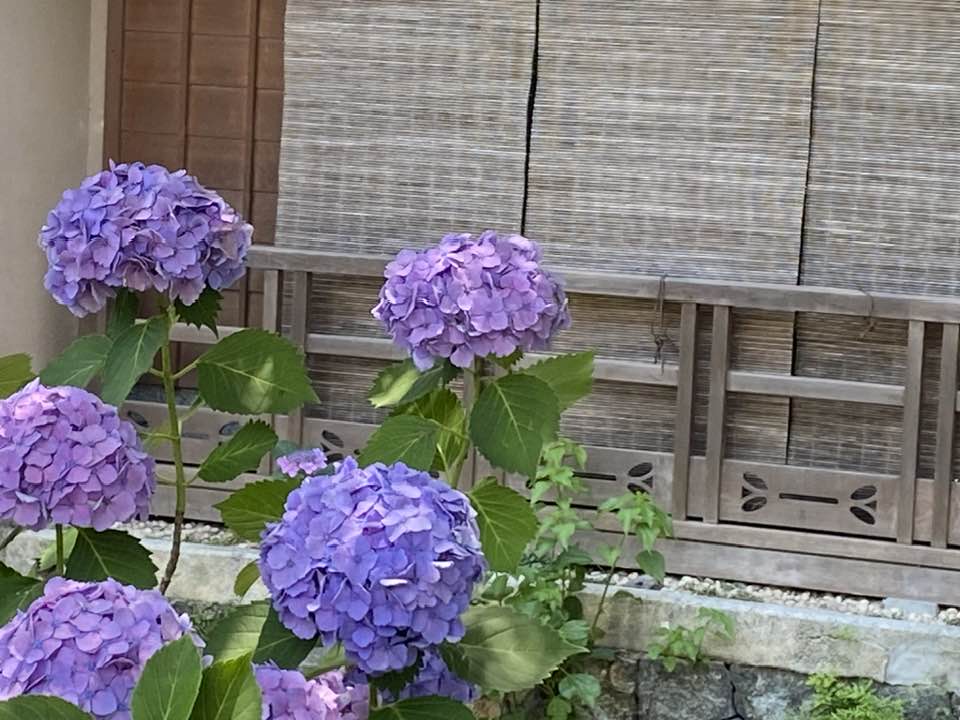 13あじさいW